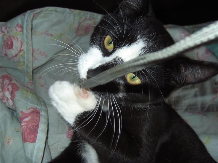 Huskat Elvis billede 8