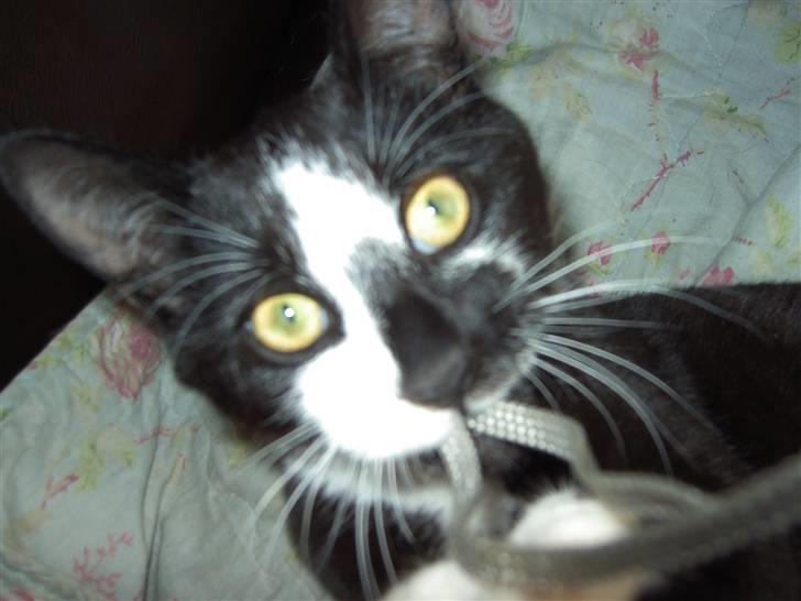 Huskat Elvis billede 9