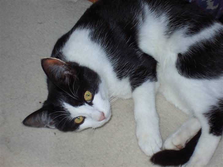 Huskat Cher billede 1