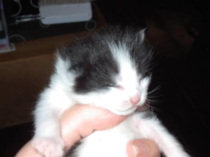 Huskat Cher billede 2