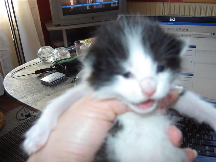 Huskat Cher billede 3