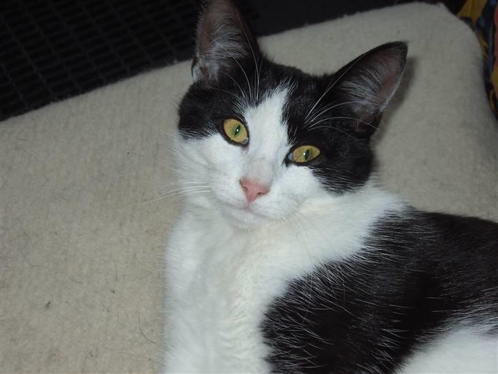 Huskat Cher billede 4