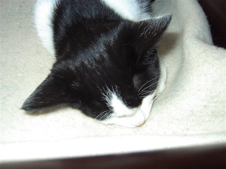 Huskat Cher billede 5