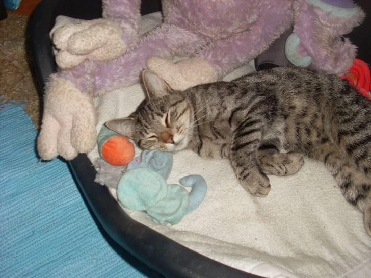 Huskat Misty billede 17