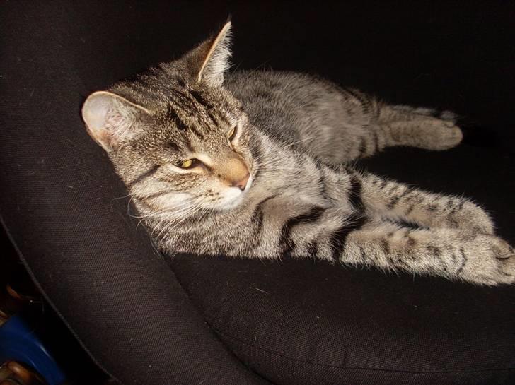 Huskat Misty billede 18