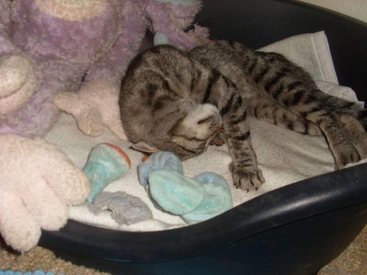 Huskat Misty billede 19