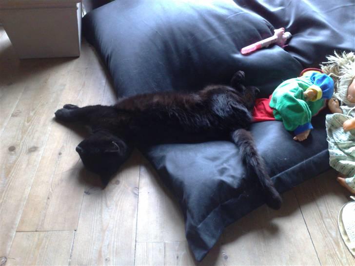 Blanding af racer MissCat - Meget meget afslappet...... billede 9