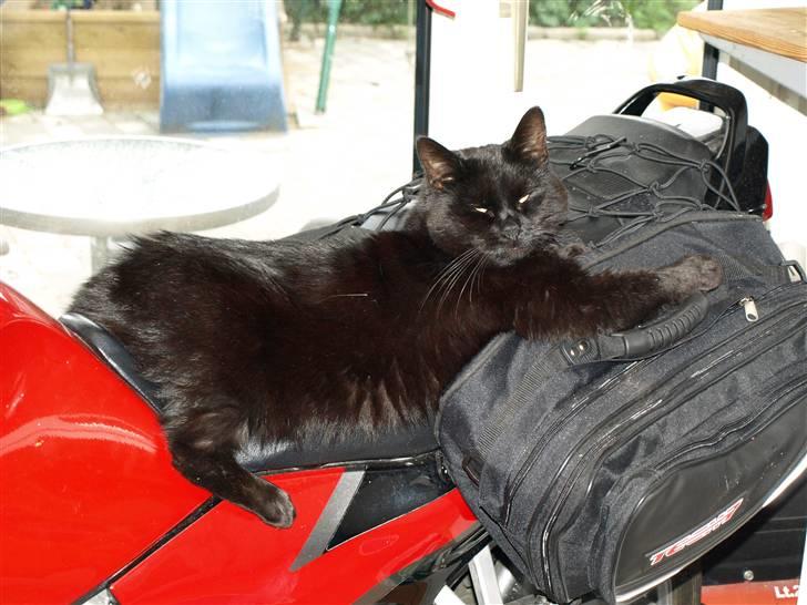 Blanding af racer Bandit - Aaaa, man ligger godt i solen.... på "mor´s" motorcykel billede 8