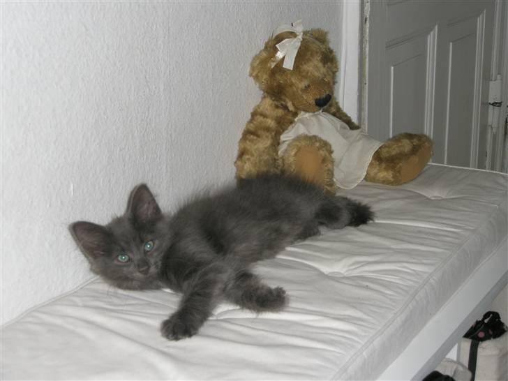 Norsk Skovkat Babette`s Sara (Fine) billede 9