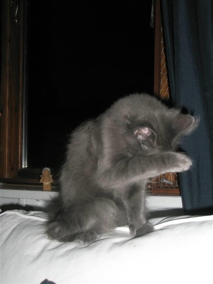 Norsk Skovkat Babette`s Sara (Fine) billede 10