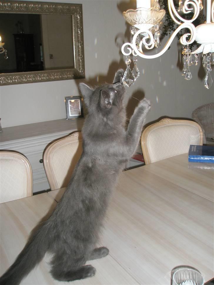 Norsk Skovkat Babette`s Sara (Fine) billede 11