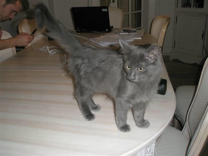 Norsk Skovkat Babette`s Sara (Fine) billede 12