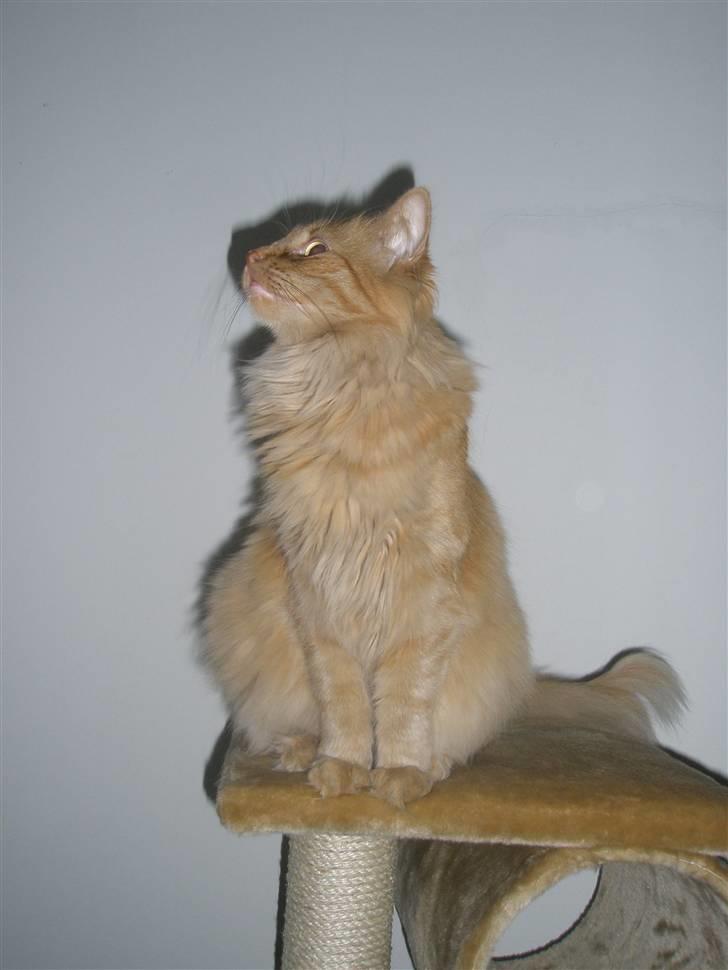 Norsk Skovkat Bacardi  billede 17