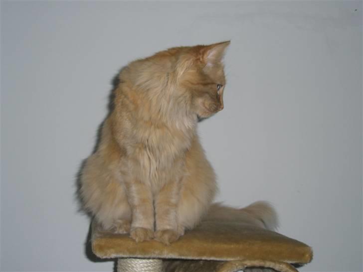 Norsk Skovkat Bacardi  billede 18