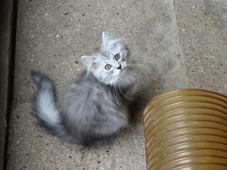 Maine Coon Mitzy - hellooo tag du billeder nu? billede 1