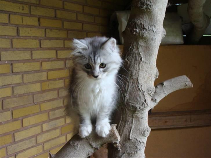 Maine Coon Mitzy - Jeg kan også klatre i trær...   :-) billede 2