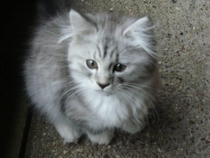 Maine Coon Mitzy - Er jeg ikke nuttet? billede 3