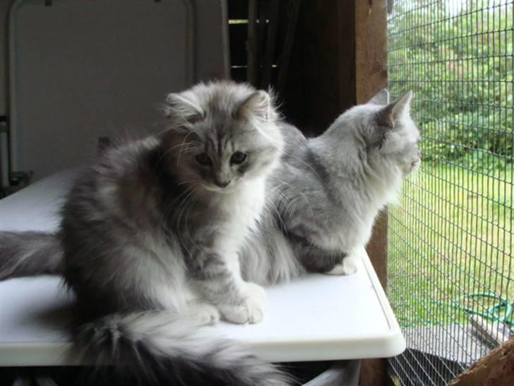 Maine Coon Mitzy - Se nu mor.. billede 4