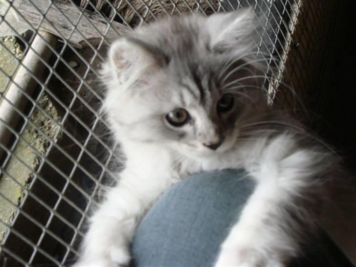 Maine Coon Mitzy - Øv..jeg prøver lige igen.. billede 5