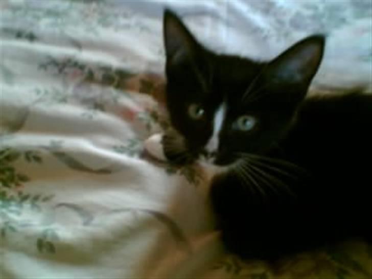 Blanding af racer BLACKIE - er jeg ikke kær billede 1