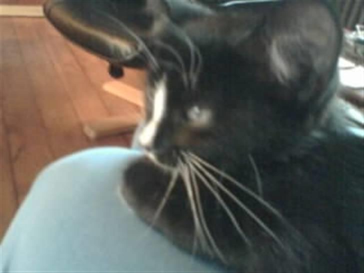 Blanding af racer BLACKIE - ser mig lidt omkring billede 2