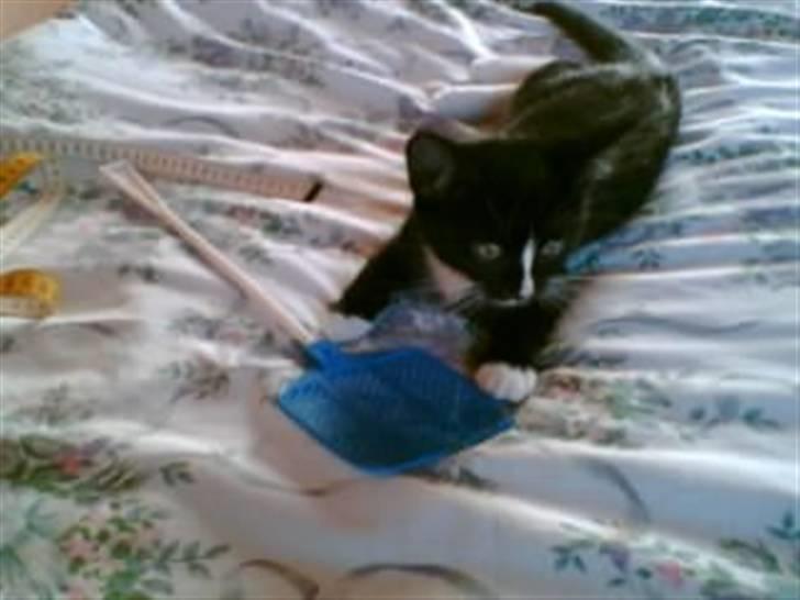 Blanding af racer BLACKIE - vil gerne lege billede 3