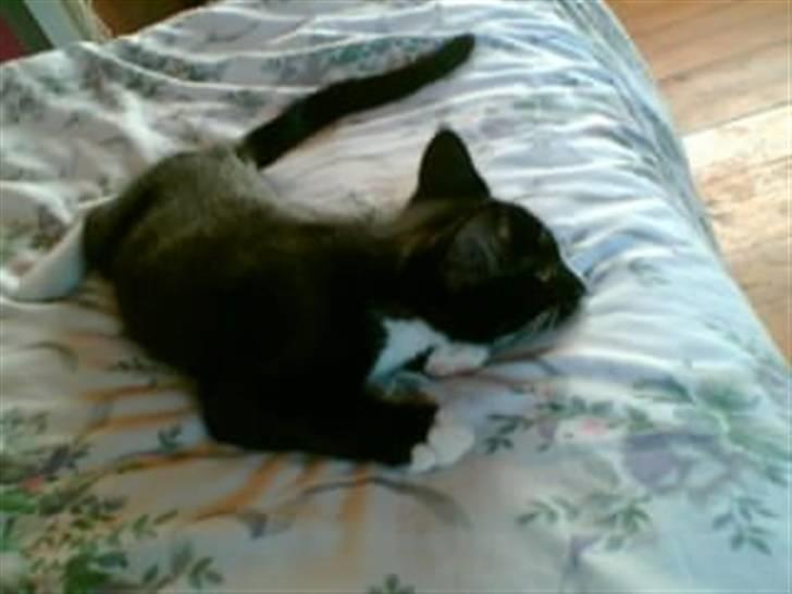 Blanding af racer BLACKIE - er blevet træt billede 4