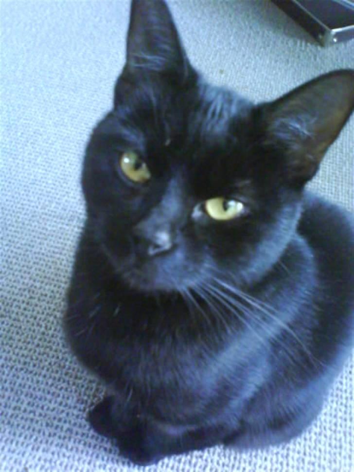 Blanding af racer perle - hej jeg er perle velkommen til miin profil billede 1