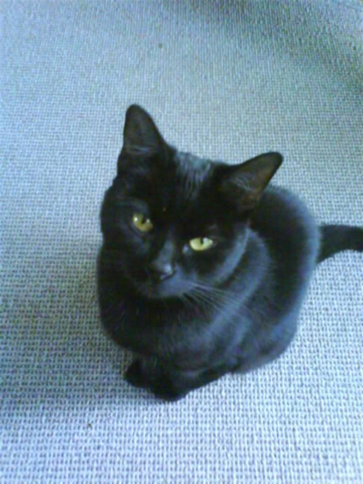 Blanding af racer perle billede 2