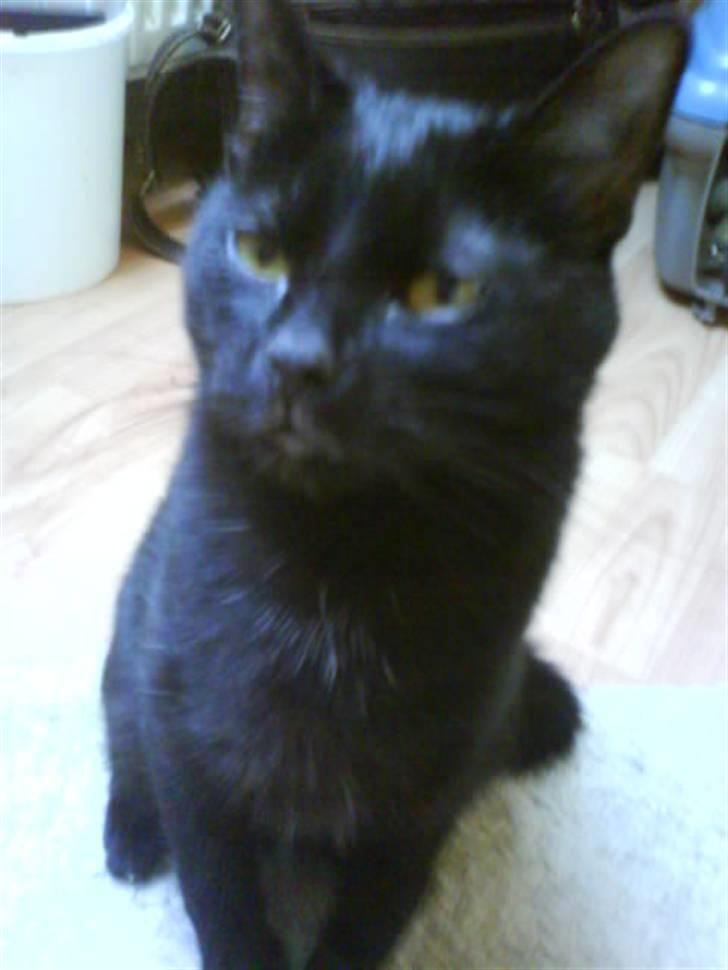 Blanding af racer perle - er taget lige da vi fik hende billede 3