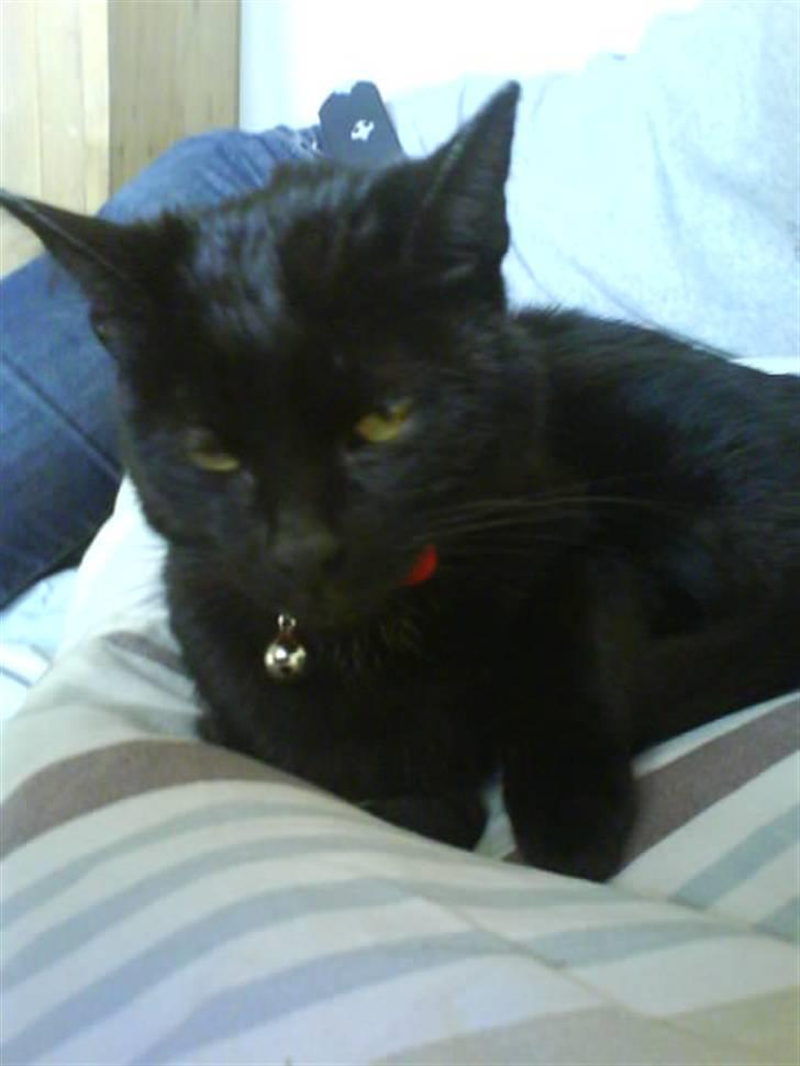 Blanding af racer perle - ligger lige og slapper. er det okey? billede 4