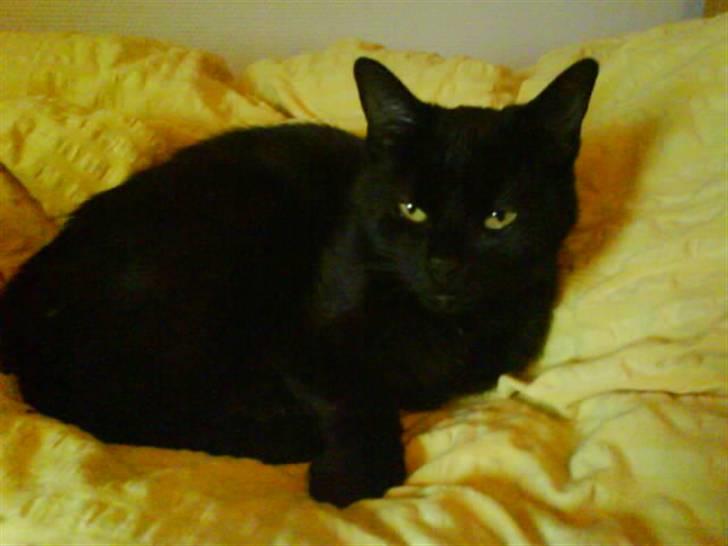 Blanding af racer perle billede 5