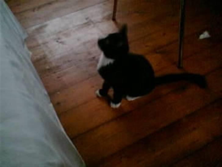 Blanding af racer BLACKIE - hvor er der langt derop billede 5