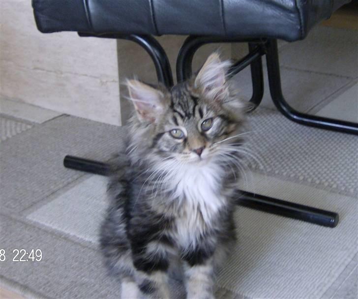 Maine Coon Tessa billede 1