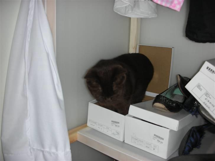 British Shorthair Oscar - Oscar mente at han da godt lige kunne nå at være i skoæsken... Det kan så diskuteres ;-) billede 6