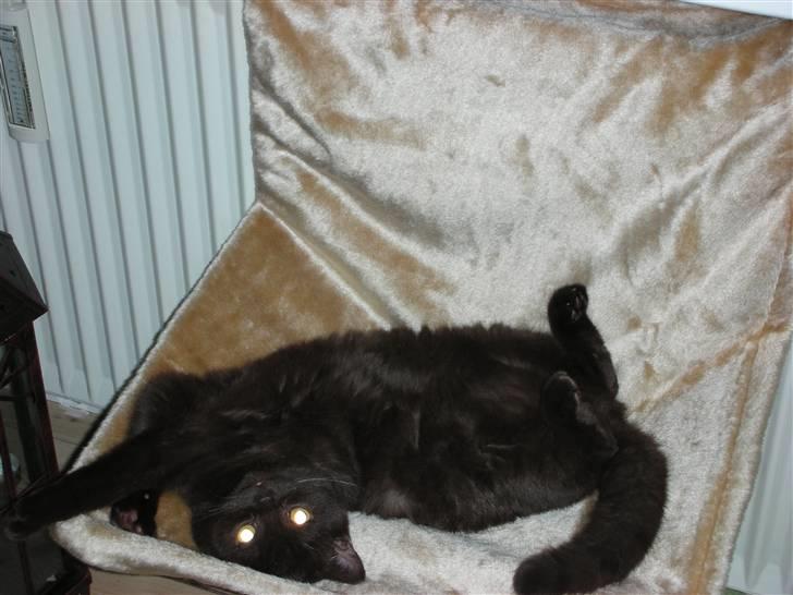 British Shorthair Oscar - Han er meget glad for den radiatorseng mormor kom med til ham :-) billede 7