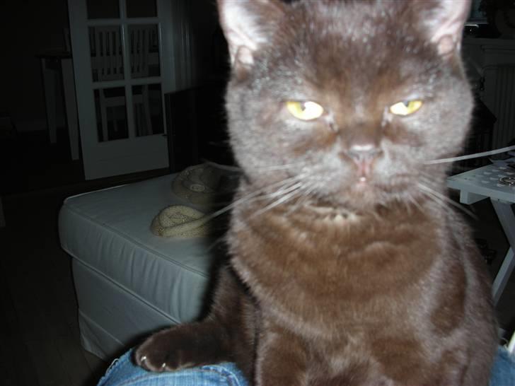 British Shorthair Oscar - Lige vågnet.... billede 8