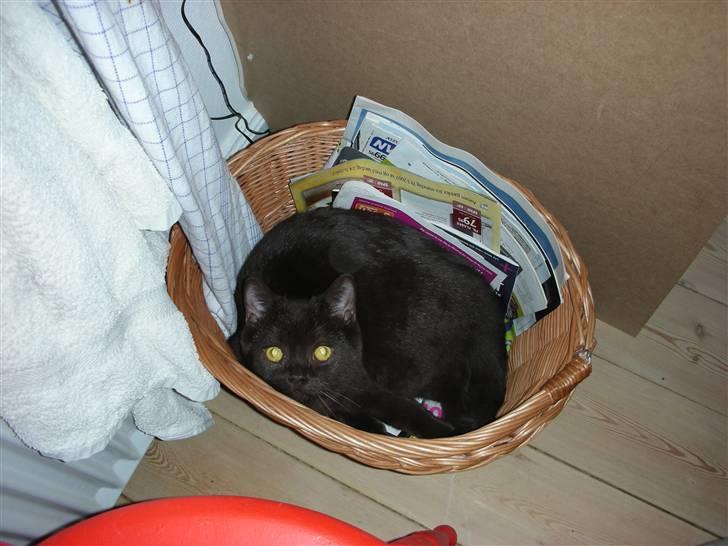 British Shorthair Oscar - Han er begyndt at hoppe ned i kurve, tasker og alt der ligner.. Her i reklame-kurven... billede 9