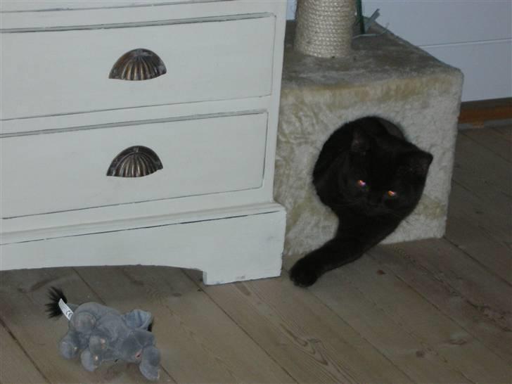 British Shorthair Oscar - Det kan være svært at få plads til det hele inde i hulen..... billede 10