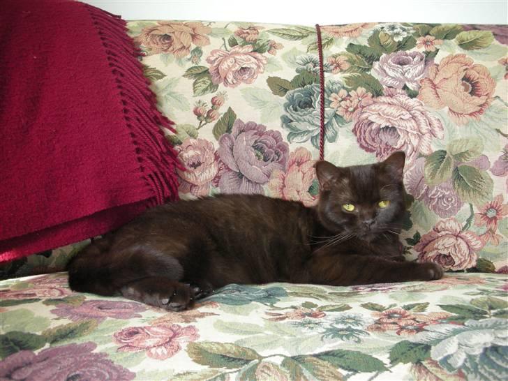 British Shorthair Oscar - Nyder solen gennem vinduet en eftermiddag.. billede 11