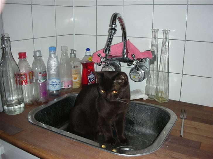 British Shorthair Oscar - Oscar havde en periode hvor han var meget glad for håndvaske.. Her i køkkenvasken... billede 12