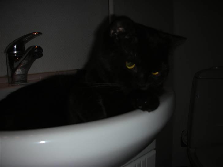 British Shorthair Oscar - ...og her i badeværelset.. Det er den bedste, den passer lige til ham :-) billede 13