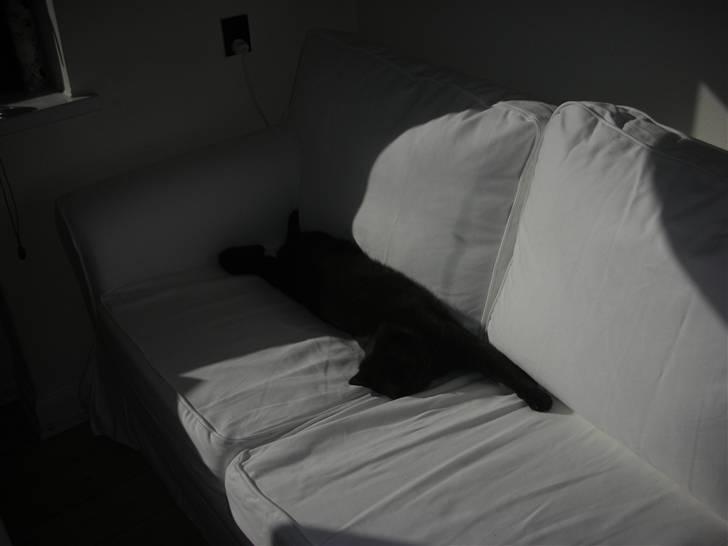 British Shorthair Oscar - Så fik man ny sofa, og der gik ikke meget mere end ½ time før Oscar lige skulle se om den var lisså god som den gamle ;-) billede 14