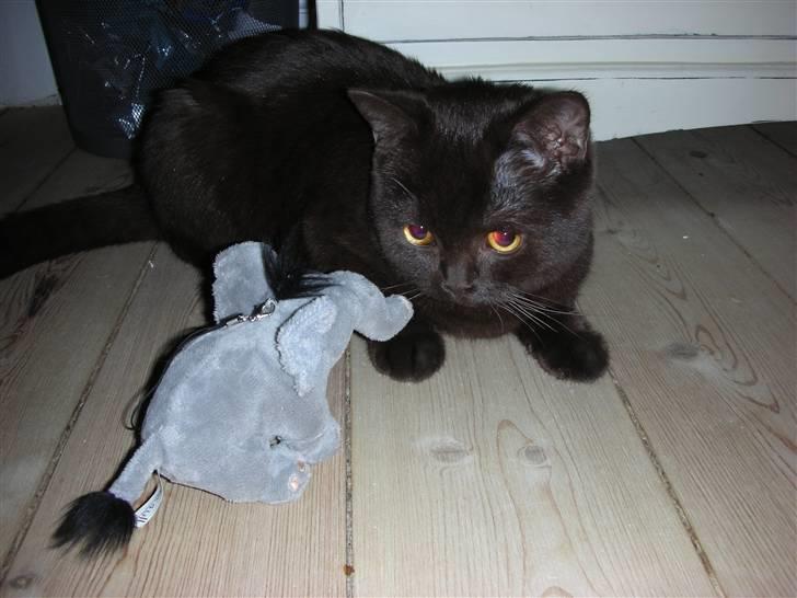 British Shorthair Oscar - Oscar på jagt... :-D billede 15