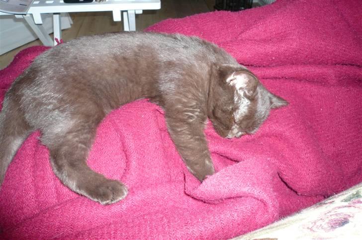British Shorthair Oscar - Som lille.. Tager sig lige en middagslur på mors skød.. billede 16