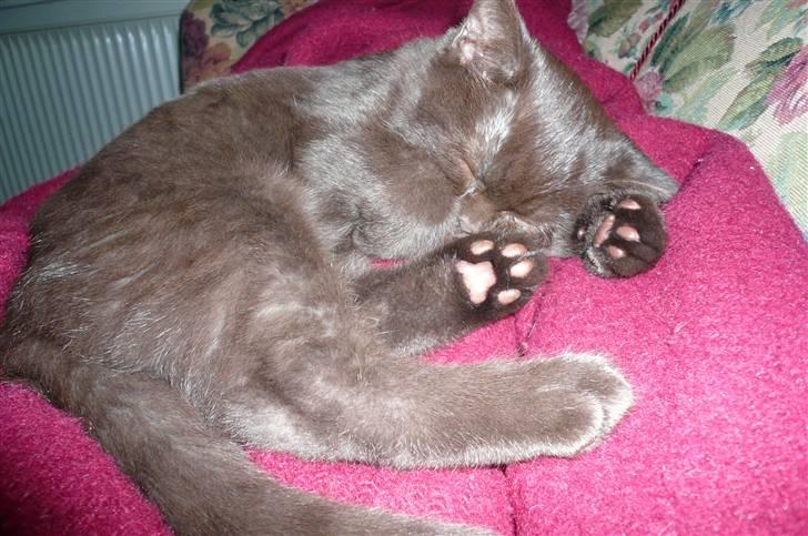 British Shorthair Oscar - Det er skønt at ligge her og putte.. billede 17