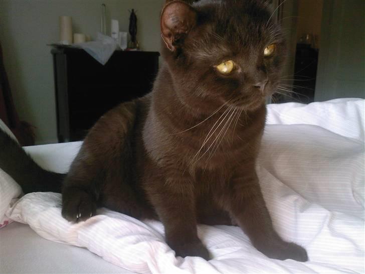 British Shorthair Oscar - Min smukke, smukke dreng! billede 18