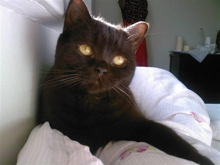 British Shorthair Oscar - <3 billede 19