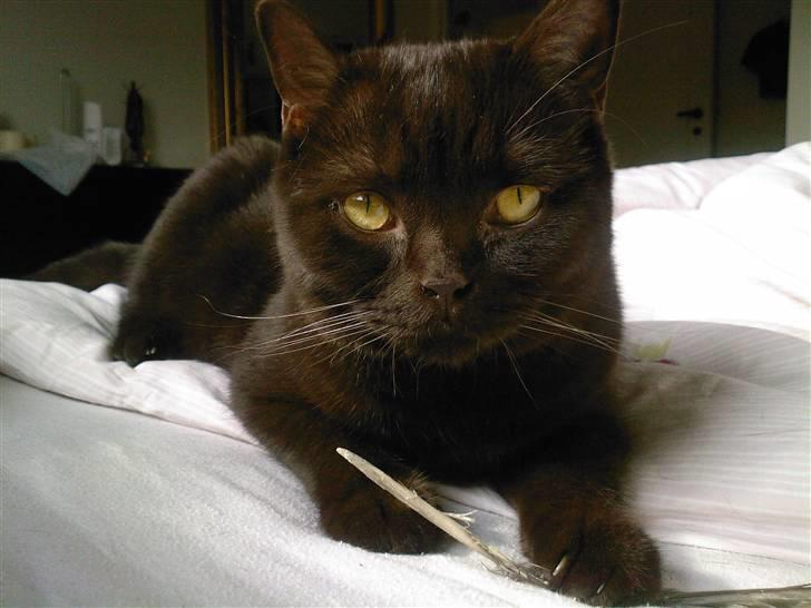 British Shorthair Oscar - Han elsker at lege med fjer...  billede 20