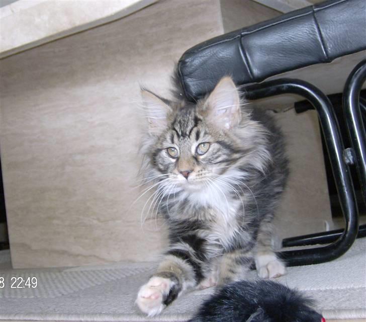 Maine Coon Tessa billede 2